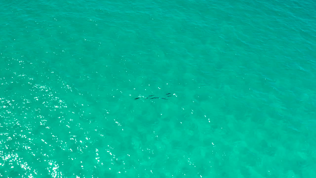 Blue ocean surface with ripples and bright highlights.