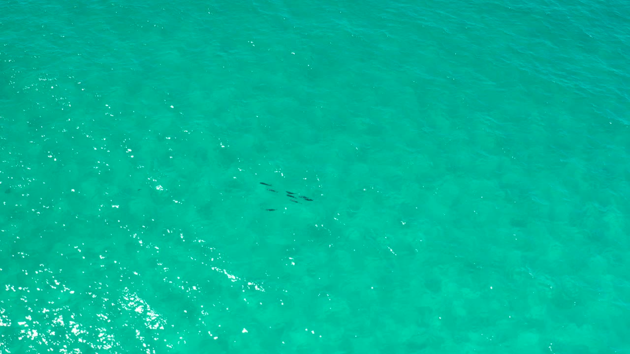 Overhead view of clear green water in Los Cabos with a small dark fish school near the upper left and no visible people.