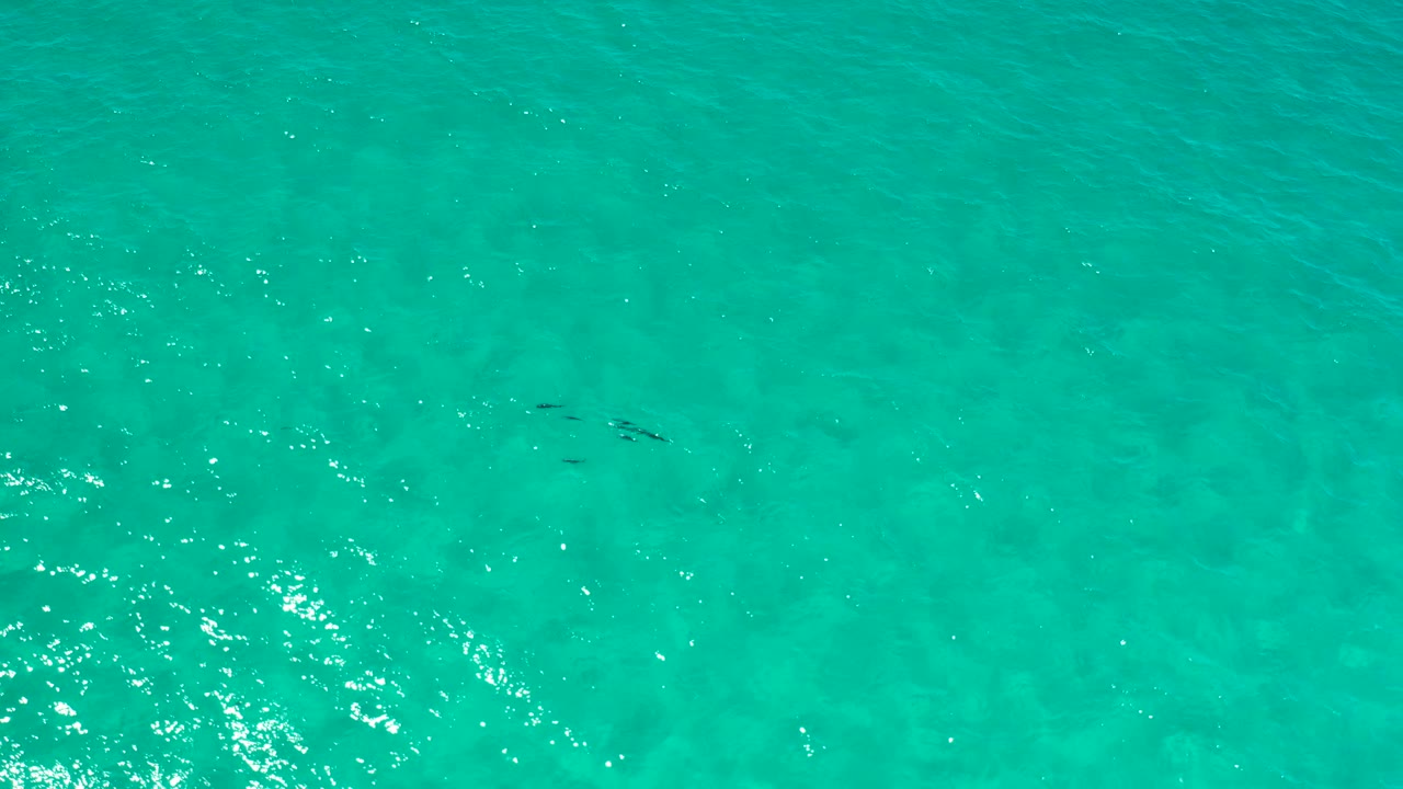 Top-down Los Cabos water frame with a few small dark fish near the upper middle and bright reflection patches on the rippled green surface, with no visible people.