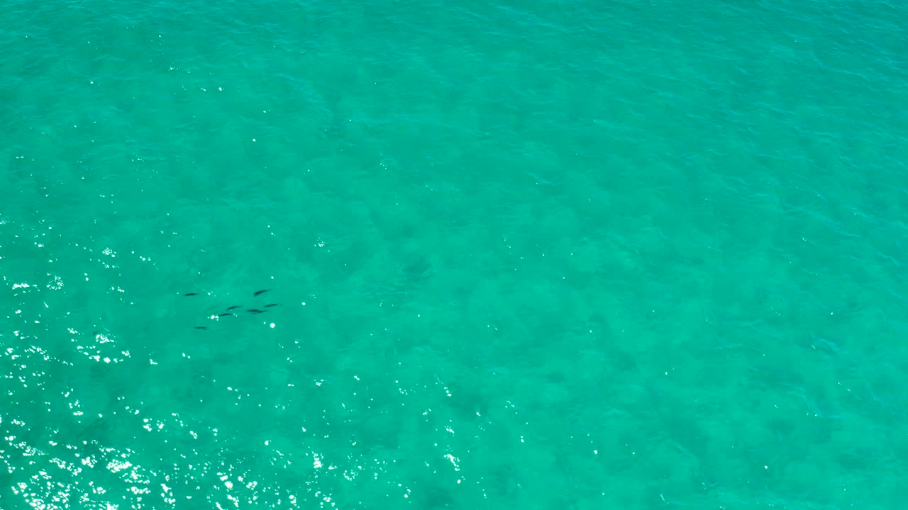 Top-down view of aquamarine water in Los Cabos with a small group of dark fish visible near the left side, soft ripples, bright surface specks, and no visible people.