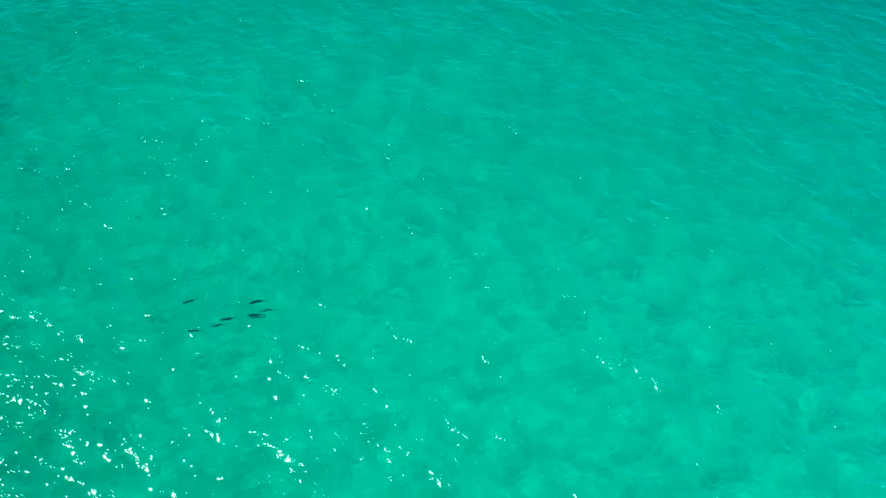 Top-down frame from Los Cabos showing a small school of fish near the upper middle of aquamarine water, with gentle wave texture and no visible people.