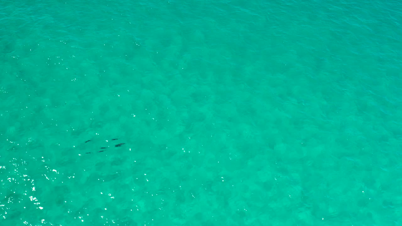 Rippling turquoise water with fish silhouettes lower left of center.