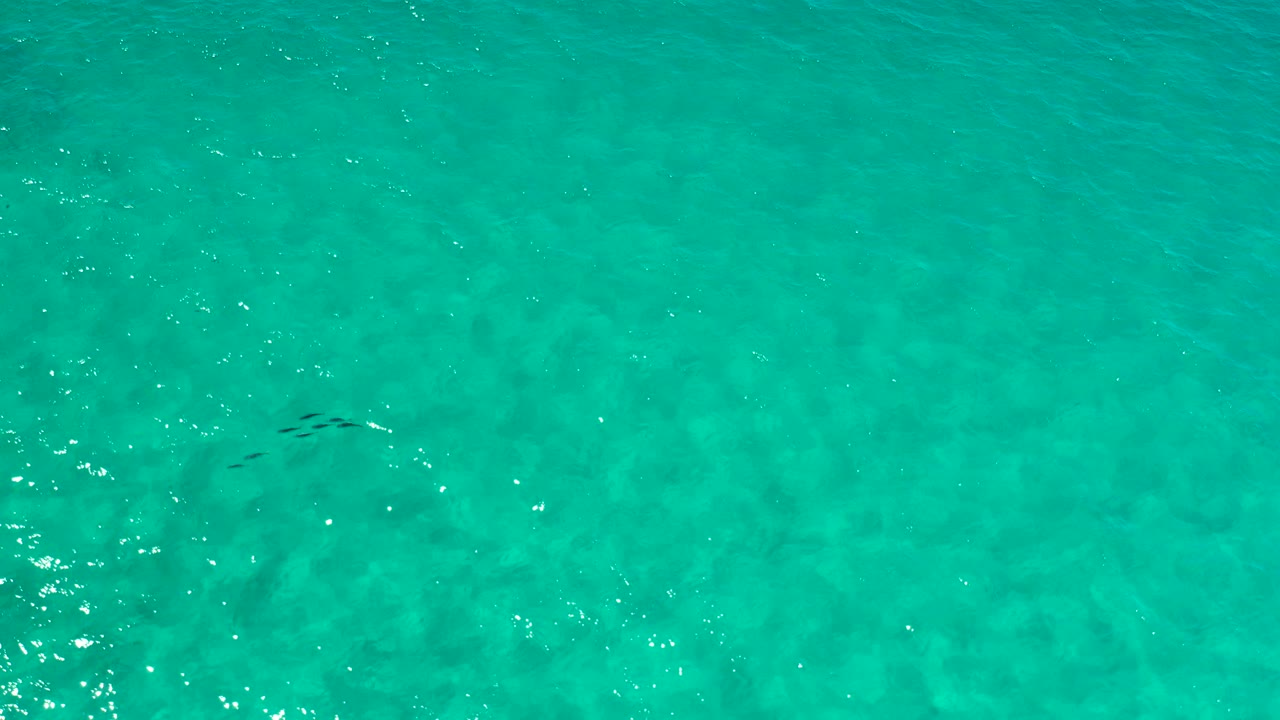 Small dark fish near the surface of turquoise water