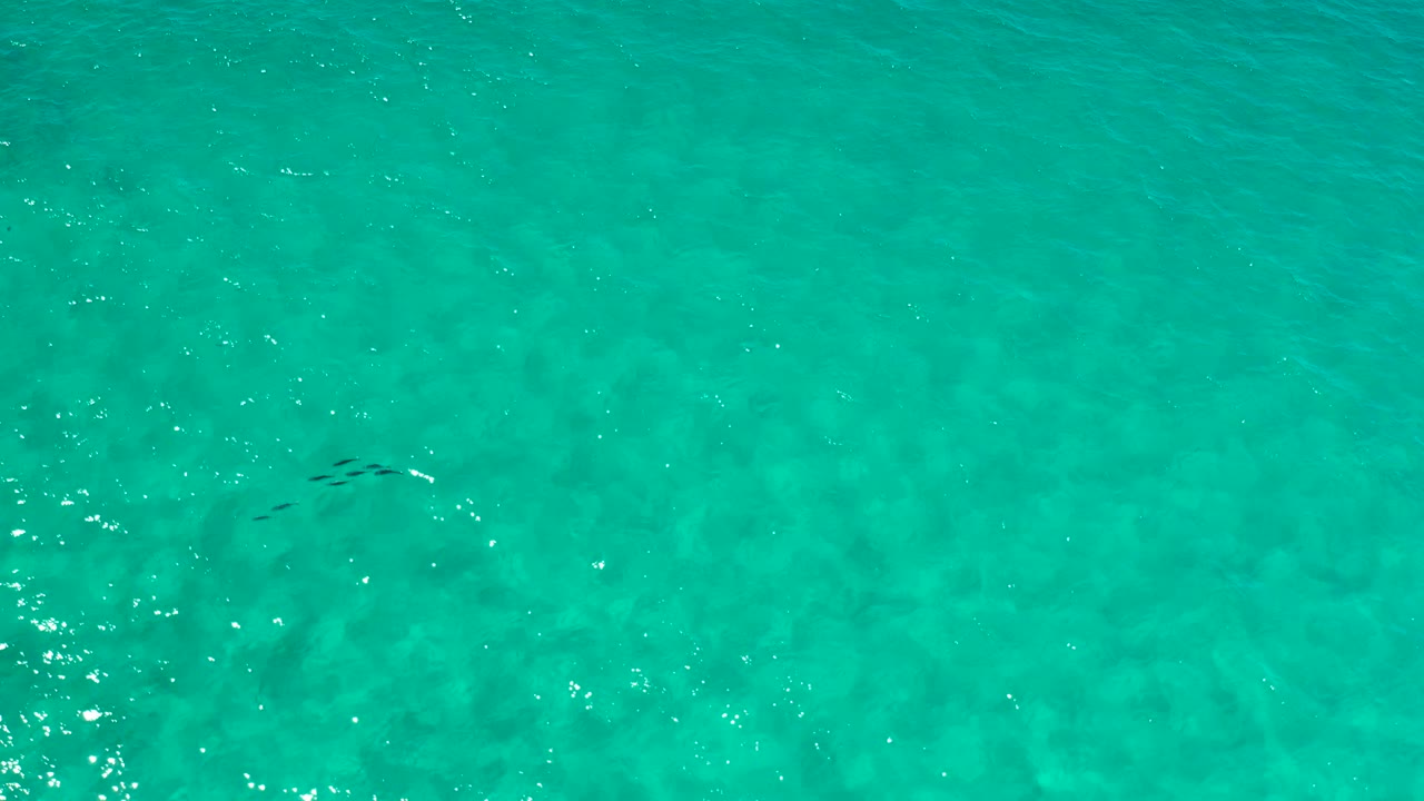 A small cluster of dark fish sits below the surface in clear aquamarine Los Cabos water, with brighter ripple highlights crossing the left side and no visible people.