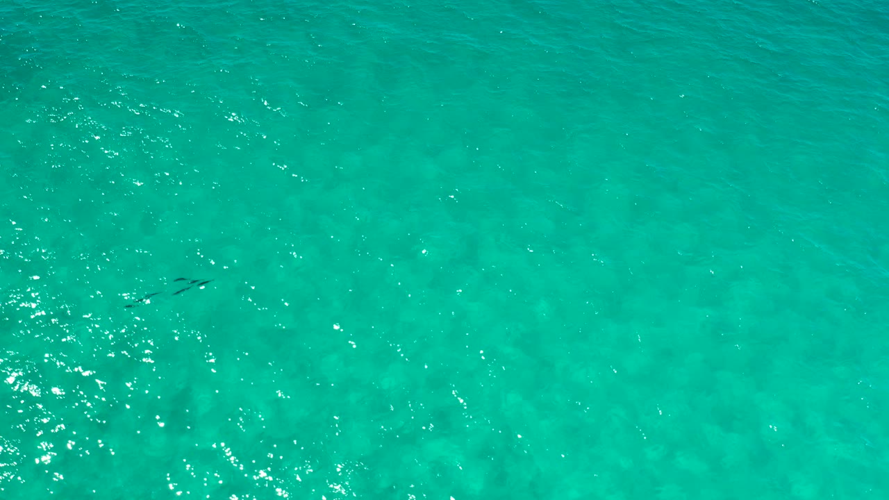A small group of dark fish appears near the left side of clear aquamarine water in Los Cabos, Mexico, while sun reflections shimmer across the surface and no people are visible.