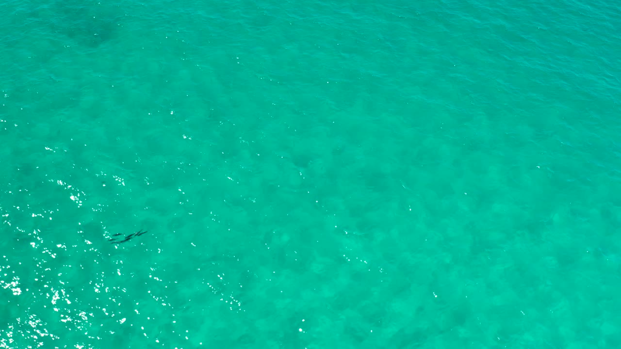 Clear shallow seawater in Los Cabos, Mexico, with a small dark seaweed strand near the center and no visible people.