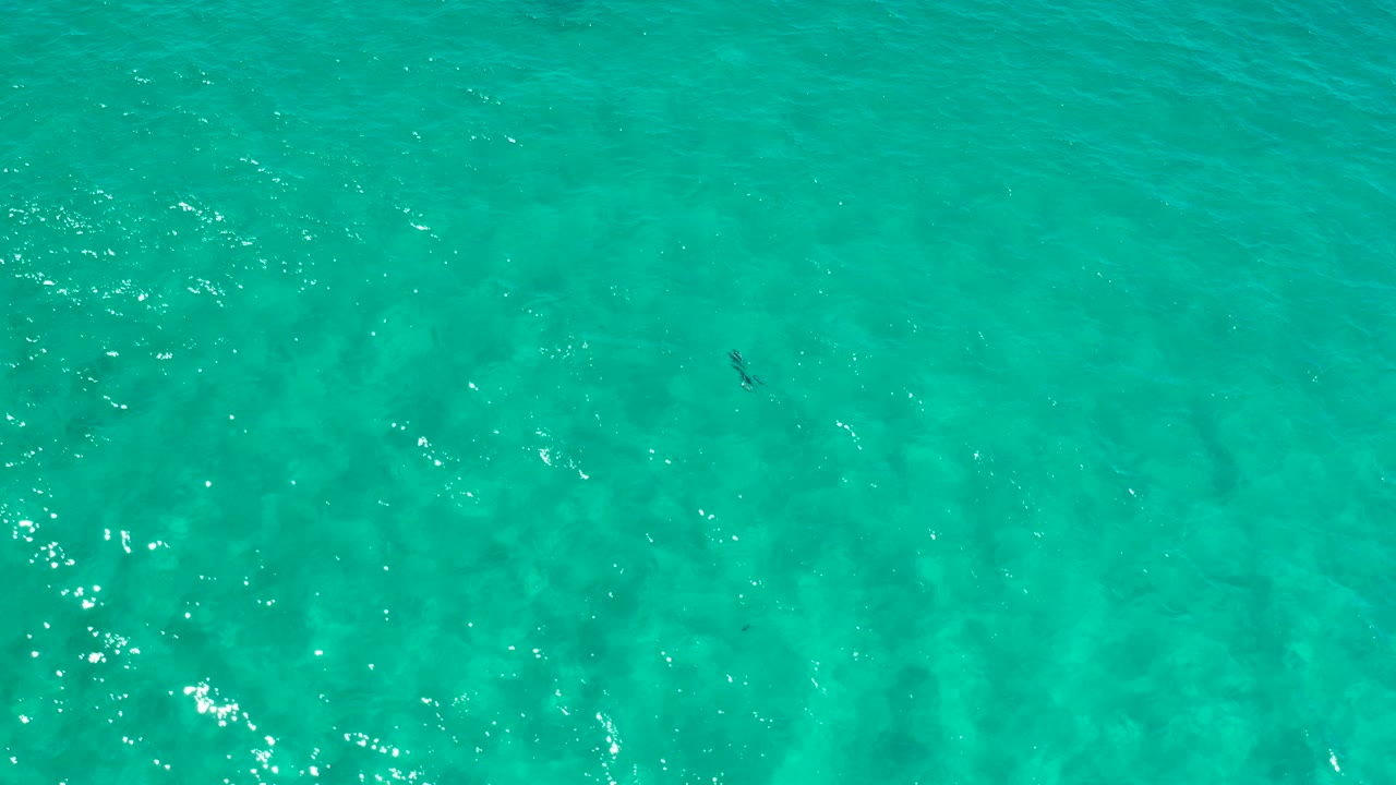 Open turquoise sea surface fills the Los Cabos overhead shot, with several small dark fish silhouettes under the rippled water and no visible people.