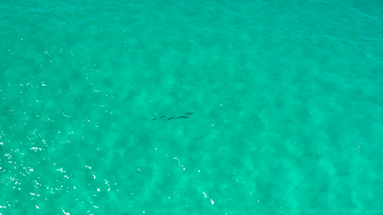 Turquoise ocean water with ripples and small dark wildlife shapes