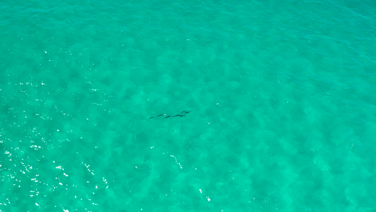 Overhead Los Cabos water frame with green-blue color, soft surface texture, and several small dark wildlife shapes near the center, no visible people.