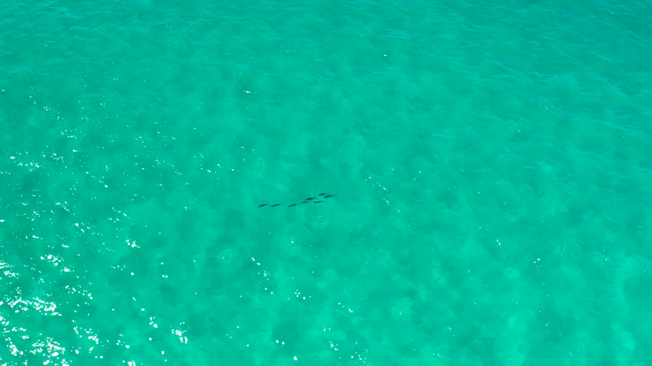 Overhead view of bright turquoise coastal water in Los Cabos, Mexico, with scattered sun reflections and small dark wildlife shapes toward the upper middle, no visible people.