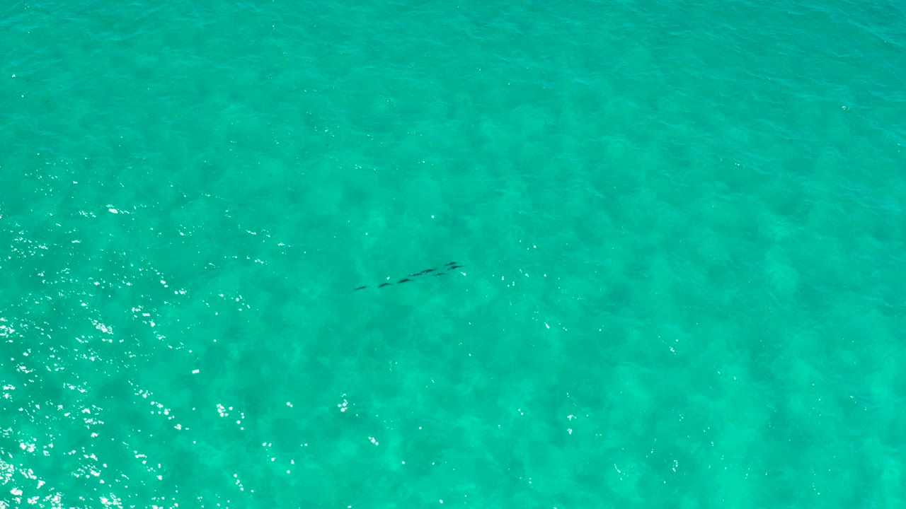 Aerial-looking Los Cabos water view with teal ripples, a pale reflection patch on the left, and tiny dark wildlife shapes near the left side, no visible people.