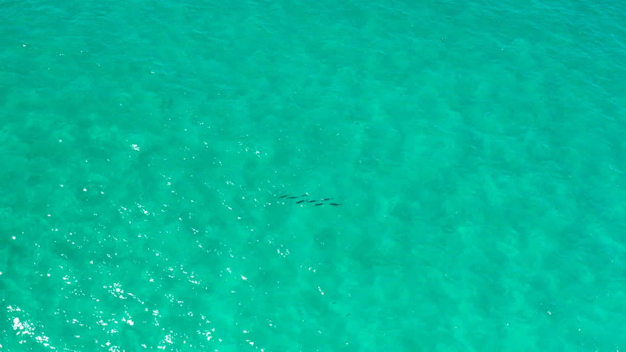 Third frame presents overhead Los Cabos water with a narrow dark underwater shape crossing the green field and no visible people.
