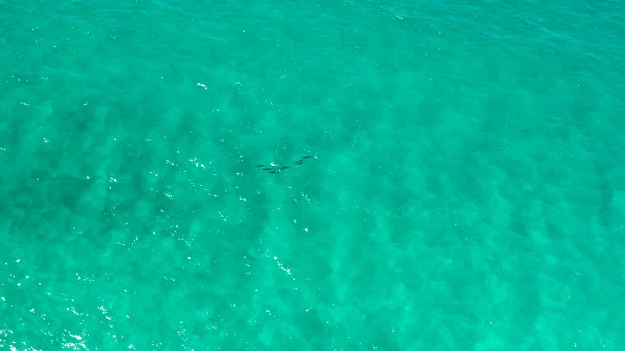 Clear blue-green water with ripples and a small fish near the upper center.