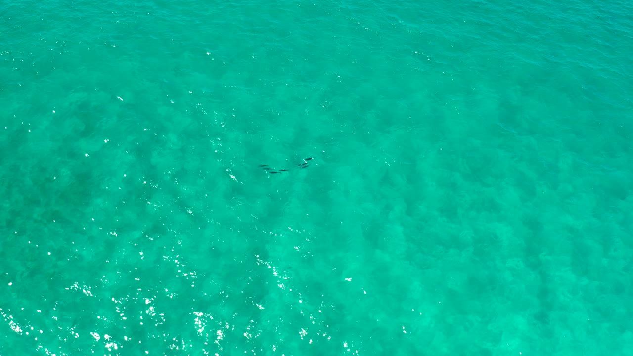 Top-down turquoise sea in Los Cabos, Mexico, with a small dark fish shape near the upper right and light ripples across the frame, no visible people.