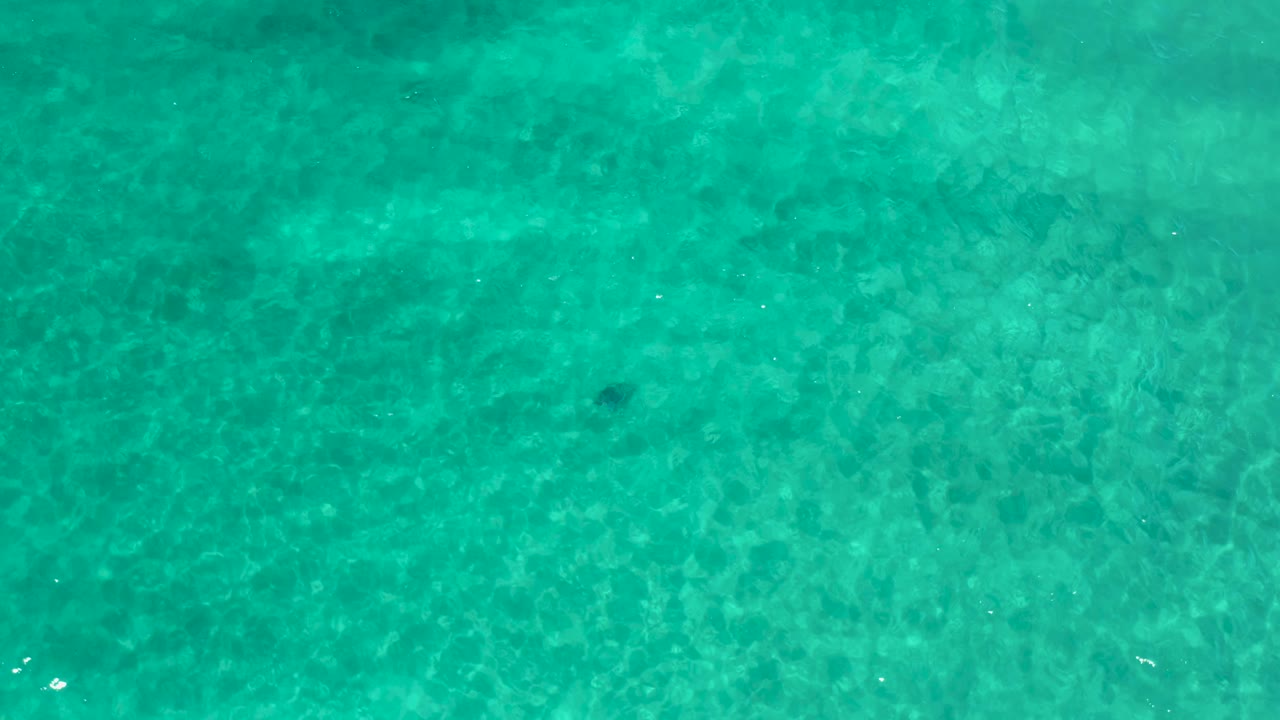 Blue-green Pacific water fills the frame from above, with mottled underwater texture and no visible people.
