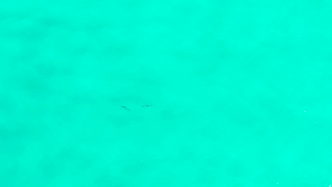Turquoise seawater with small dark fish shapes