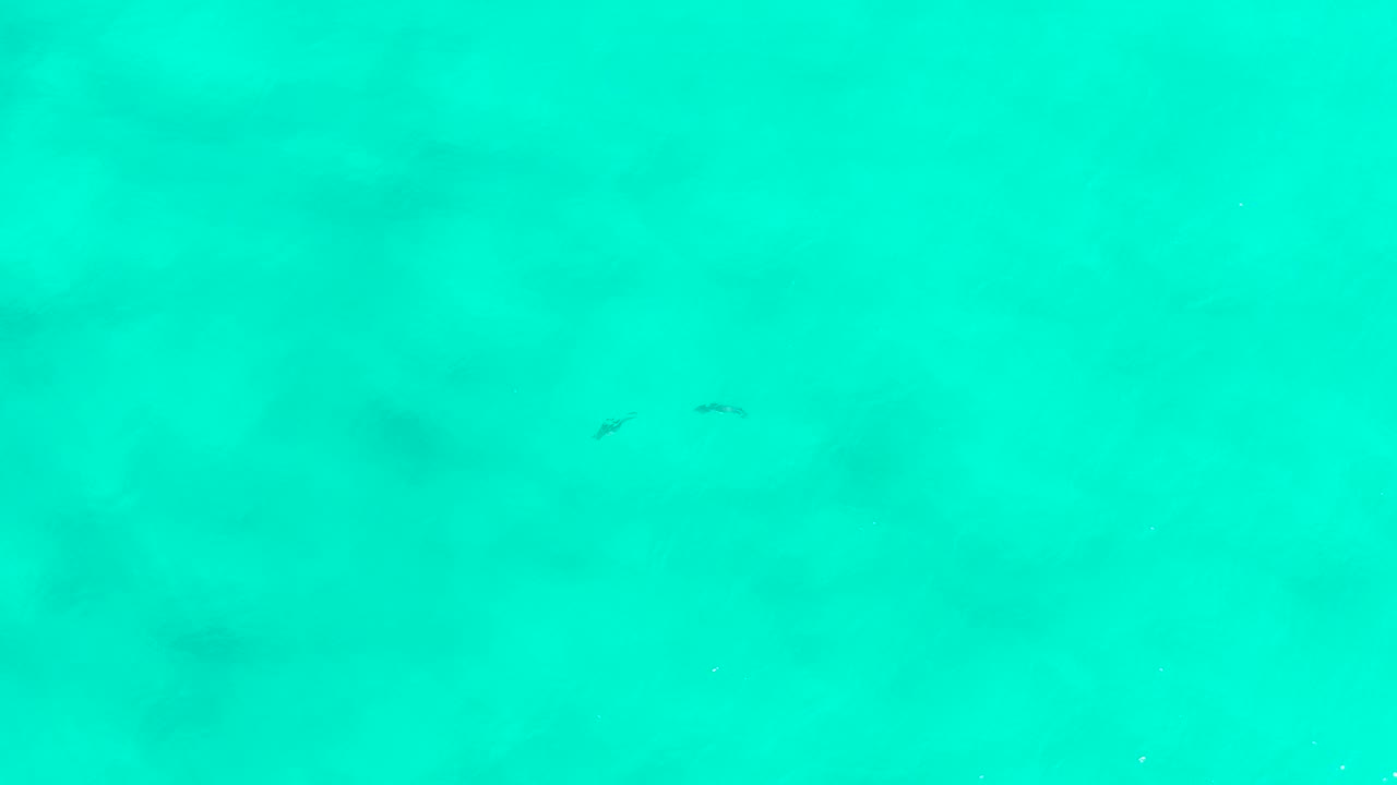 Bright green-blue underwater frame from San Jose Del Cabo, Mexico, showing tiny fish spread across soft sandy shadows with no visible people.