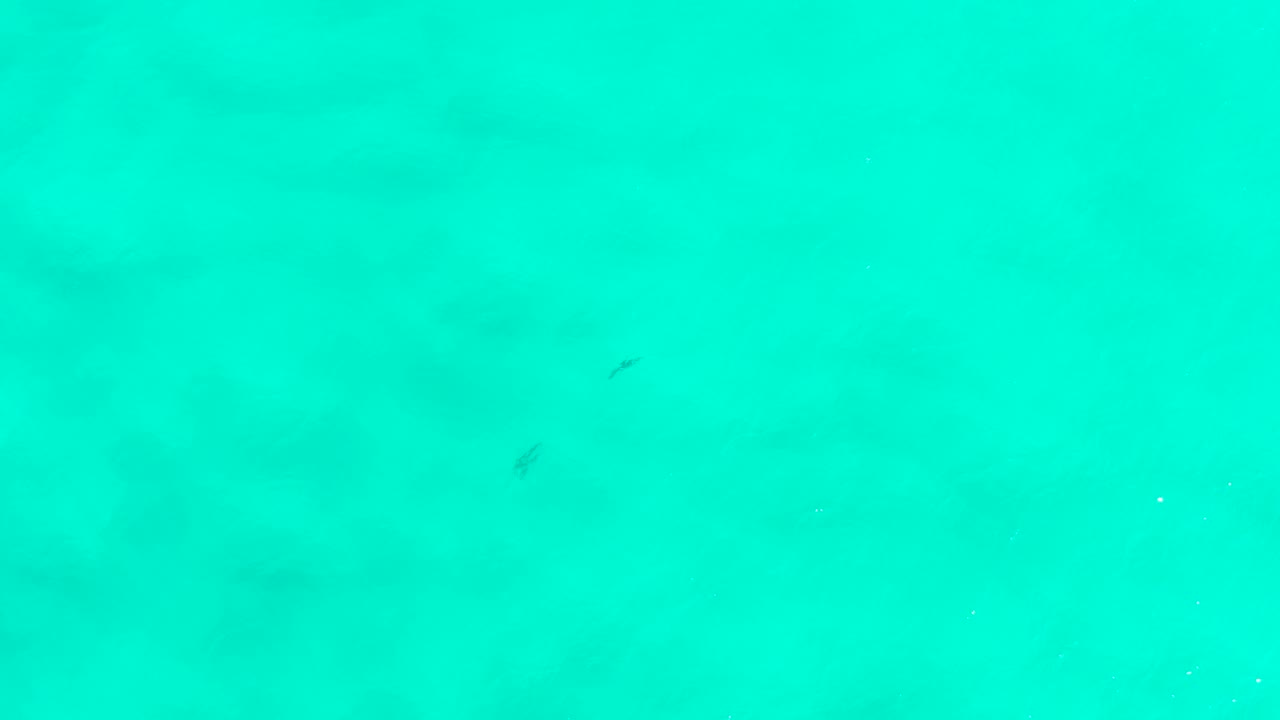 A second overhead moment shows bright green sea water in San Jose Del Cabo, Mexico, with tiny fish silhouettes more separated across the shallow-looking water and no visible people.