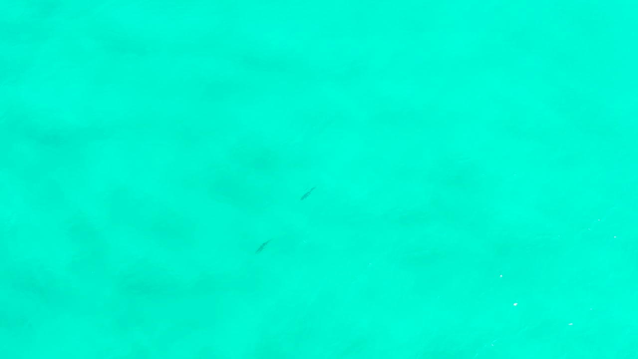 Bright green water in San Jose Del Cabo, Mexico, fills the frame with small dark fish marks, subdued sandy areas beneath the surface, and no visible people.