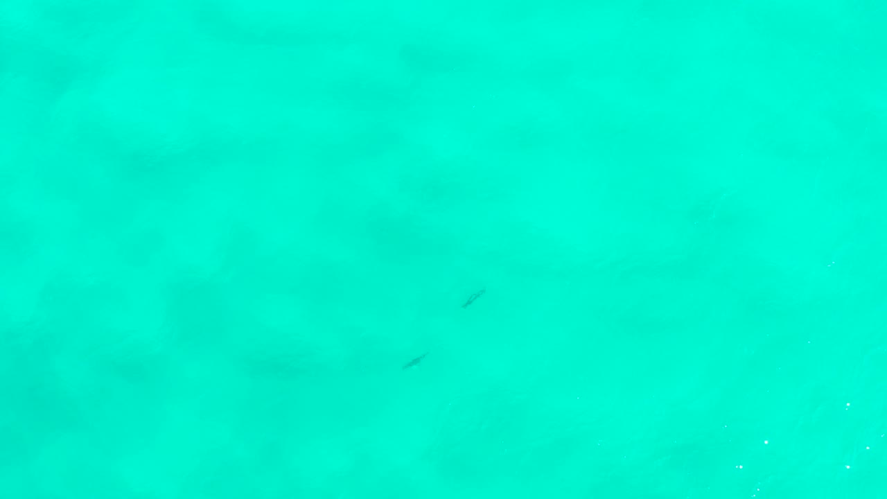 Top-down view of blue-green water in San Jose Del Cabo with small dark fish shapes near the upper and lower areas and no visible people.
