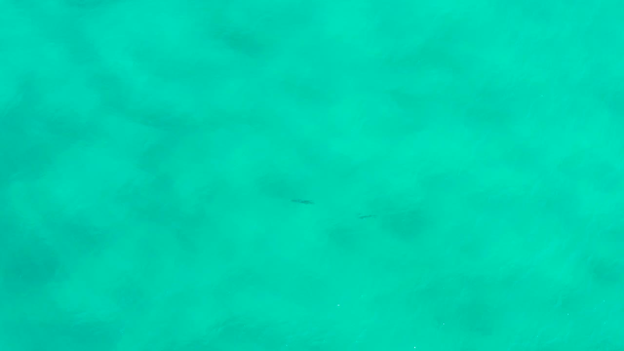 Clear turquoise water in San Jose Del Cabo, Mexico, with a few small dark fish shapes near the upper area and no visible people.