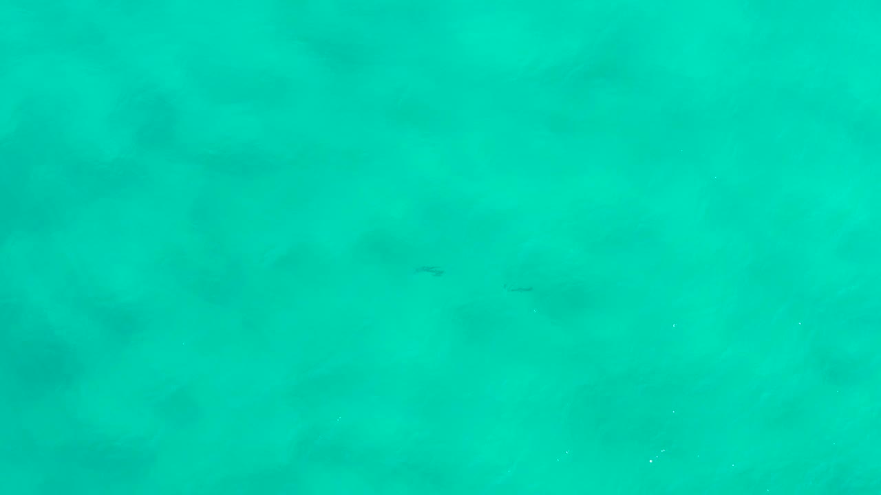 Bright aqua sea surface in San Jose Del Cabo, Mexico, with scattered tiny fish silhouettes and muted darker areas beneath the water, with no visible people.