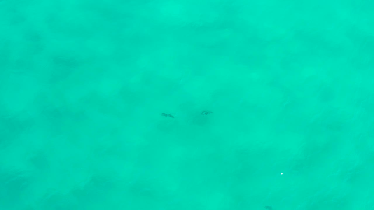 Blue-green San Jose Del Cabo water fills the frame, with a pair of dark underwater forms slightly right of center and no visible people.