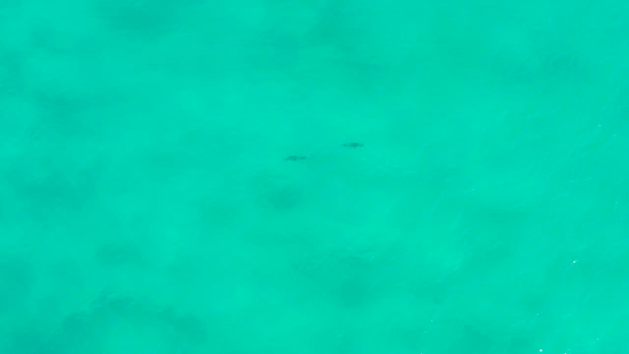 Overhead view of clear turquoise water in San Jose Del Cabo, Mexico, with small dark fish near the upper middle and no visible people.