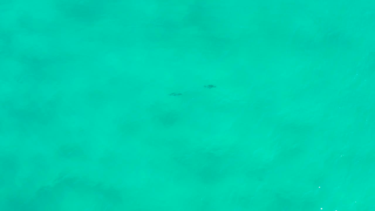 Clear blue-green water with two small fish left of center.