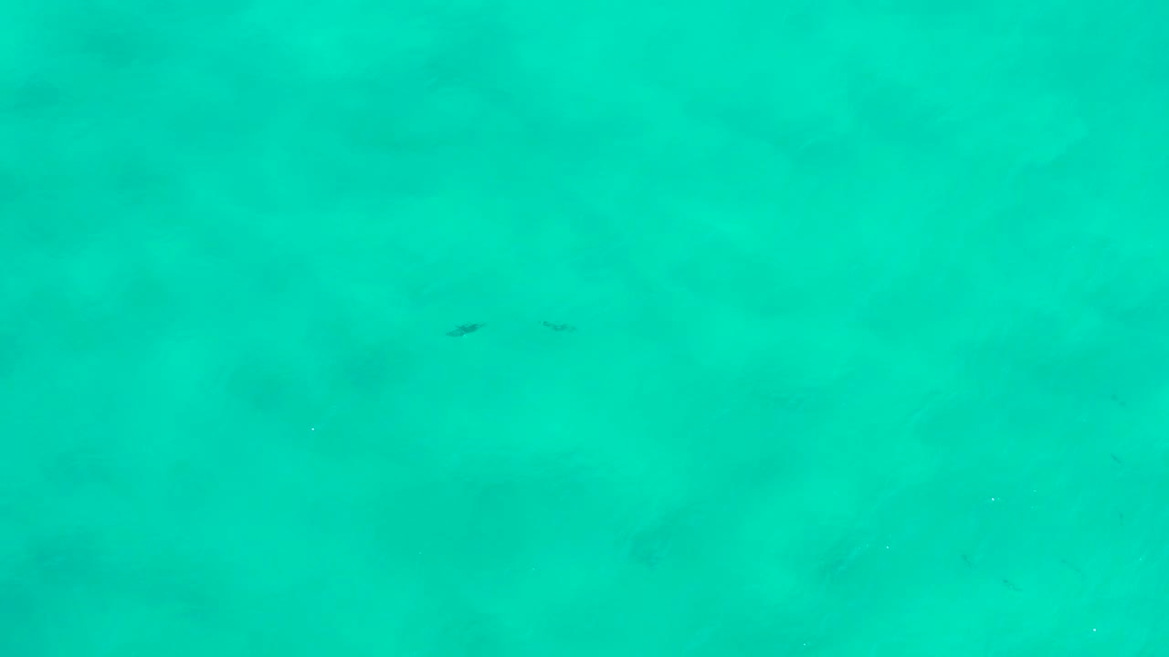 Opening underwater frame from San Jose Del Cabo, Mexico, showing turquoise water, faint sandy bottom texture, small dark fish near the upper area, and no visible people.