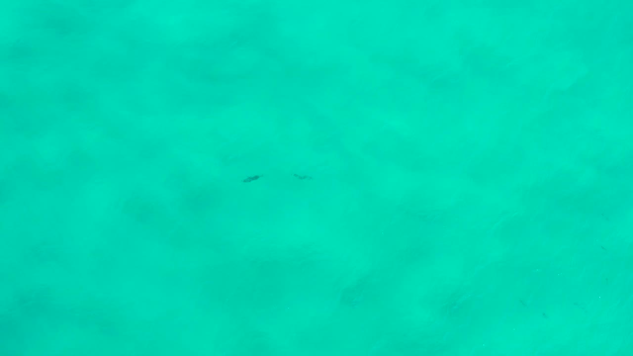 Underwater frame from San Jose Del Cabo, Mexico, with blue-green water, pale seabed patches, a few tiny fish silhouettes near the upper center, and no visible people.
