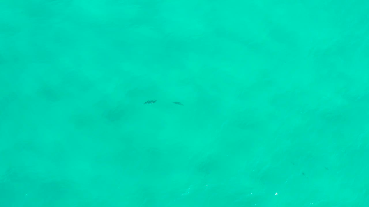Mid-clip underwater view in San Jose Del Cabo, Mexico, showing shallow turquoise water, small fish near the top edge, hazy sand patterns below, and no visible people.