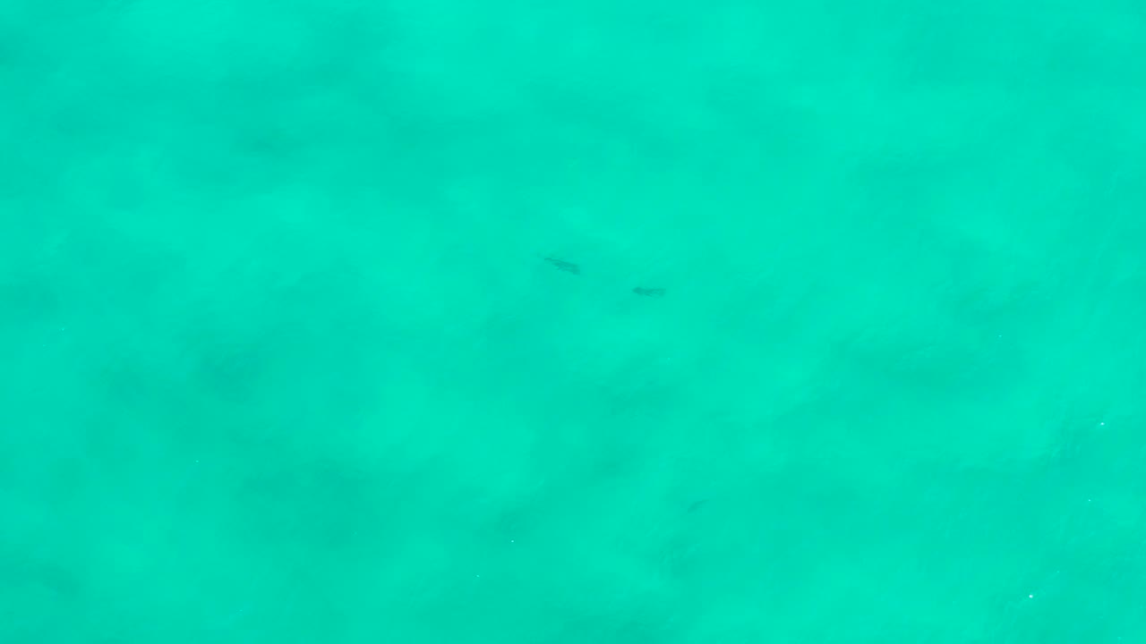 Green underwater view in San Jose Del Cabo, Mexico, with faint dark fish-like silhouettes near the upper water column and no visible people.