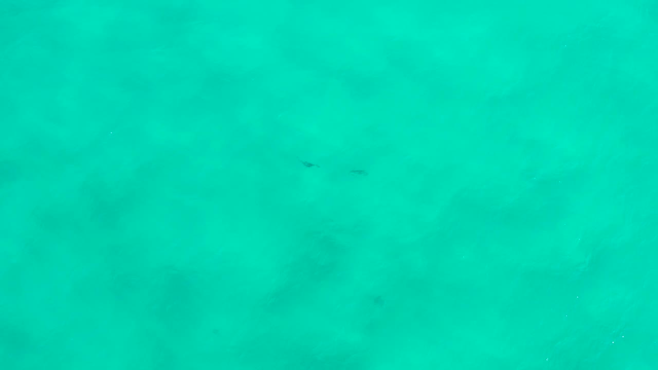 Green underwater field in San Jose Del Cabo, Mexico, with a faint dark fish-like silhouette in the upper middle area and no visible people.