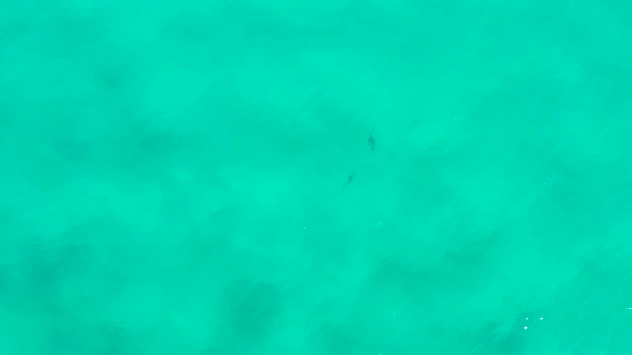 Clear turquoise water in San Jose del Cabo, Mexico, with a small dark fish-like form near the upper portion of the frame and no visible people.
