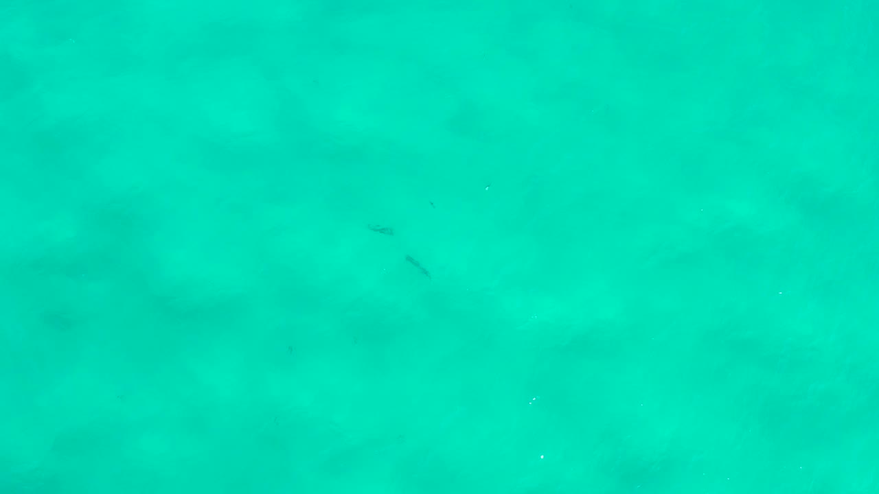 Turquoise underwater view with small dark fish