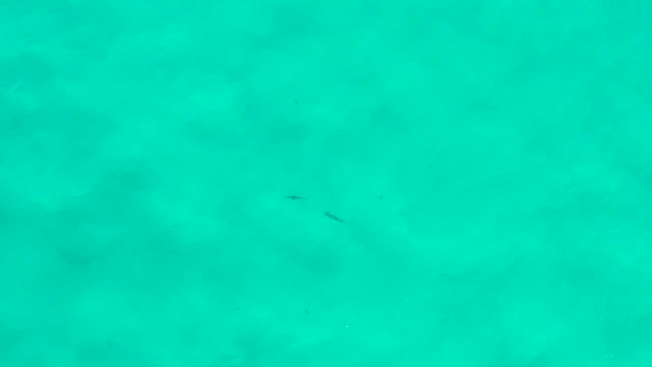 Mid-clip underwater frame from San Jose Del Cabo, Mexico, showing turquoise shallow water, several small dark fish, muted bottom texture, and no visible people.