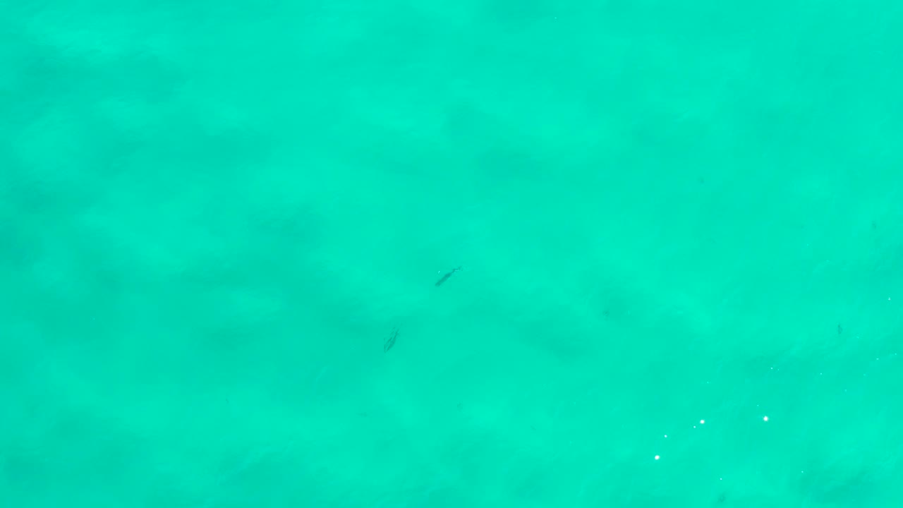 Turquoise-green ocean water with tiny dark fish shapes.