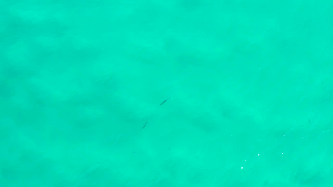 A broad overhead water frame from San Jose Del Cabo, Mexico, shows pale green ocean, soft darker areas under the surface, tiny fish silhouettes, and no visible people.