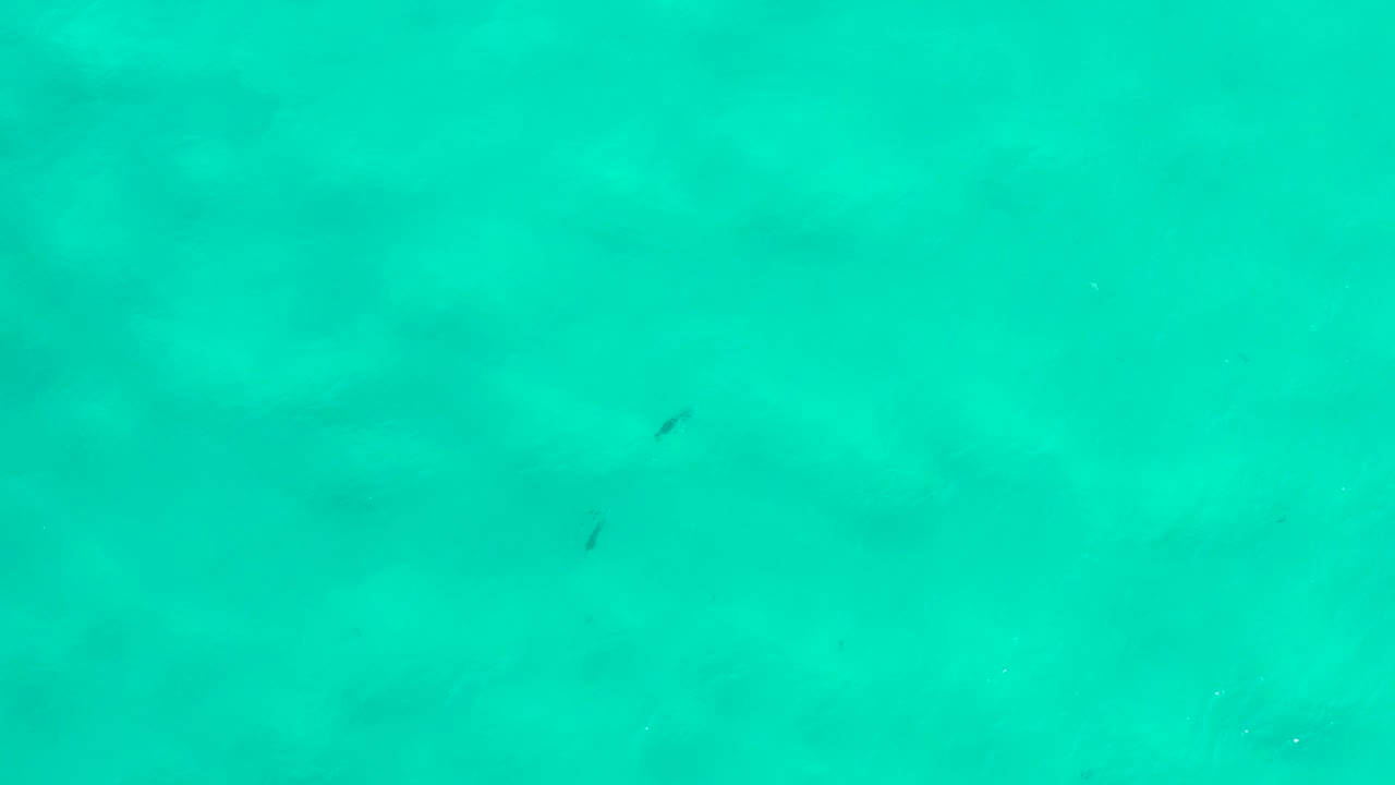 Overhead San Jose Del Cabo ocean water appears bright green with several tiny dark fish marks, muted seabed texture, and no visible people or shoreline.