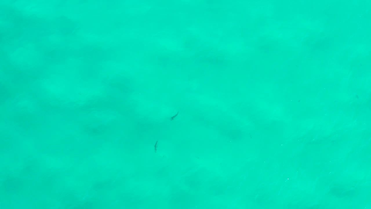 The overhead view in San Jose Del Cabo, Mexico, shows turquoise water with small dark fish shapes, cloudy underwater patches, and no visible people.
