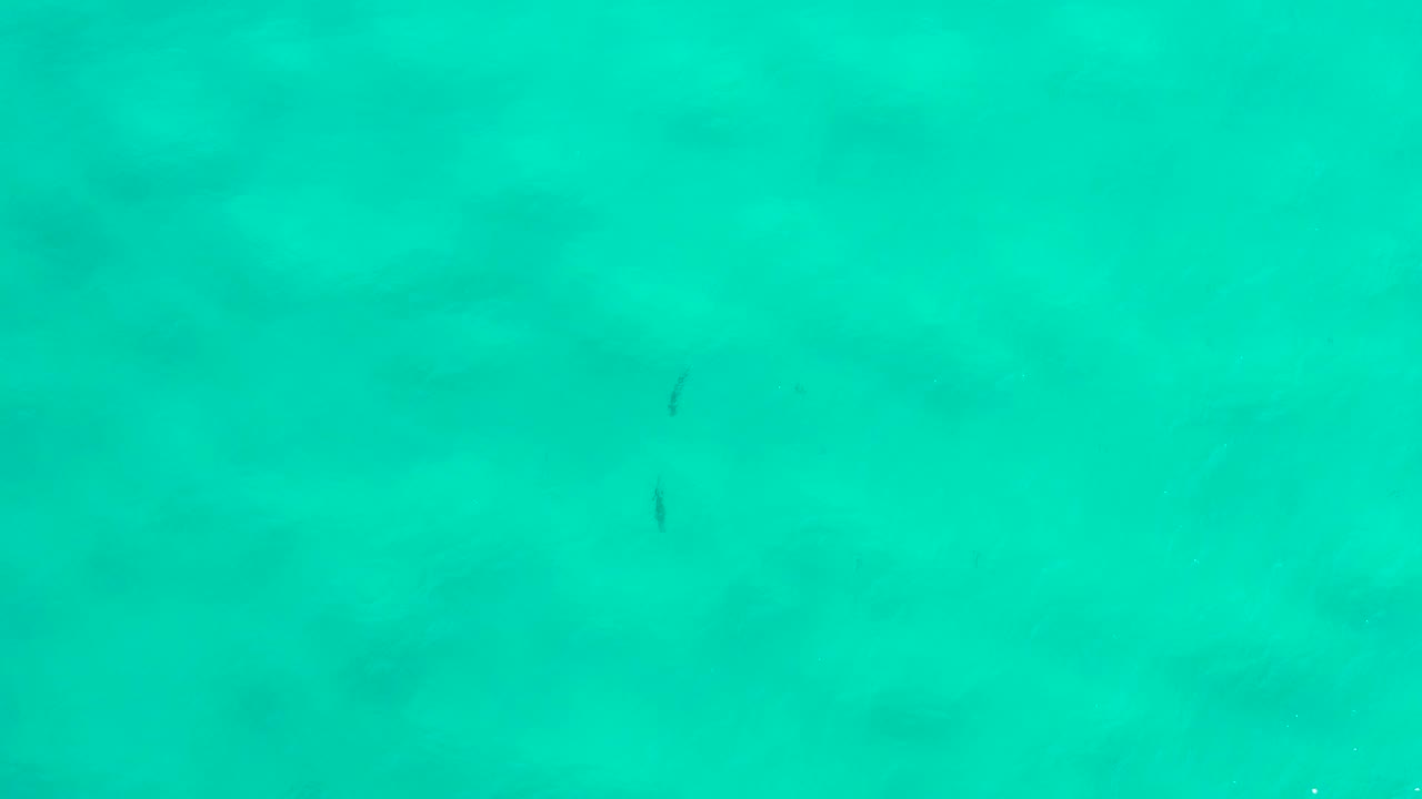 Blue-green San Jose del Cabo water fills the frame, with a few thin dark fish-like marks and no visible people.