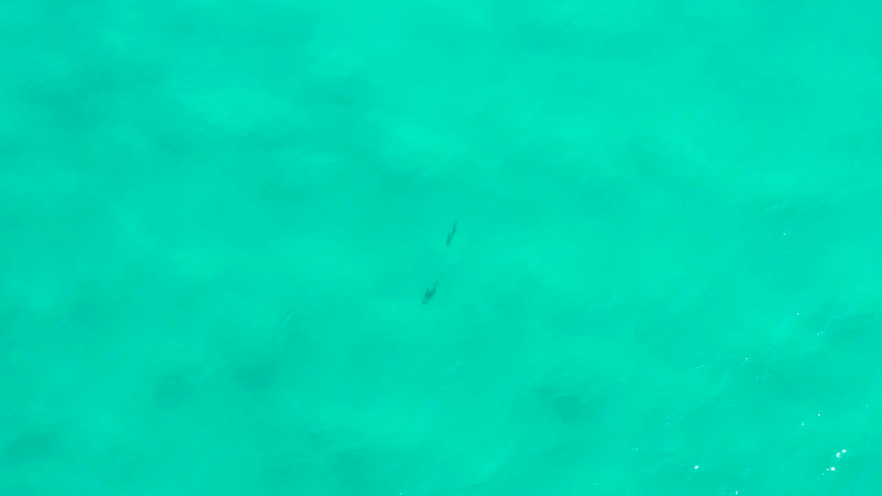 Overhead San Jose Del Cabo water frame with small dark fish shapes near the upper center and lower right, pale surface sparkle, soft underwater mottling, and no visible people.