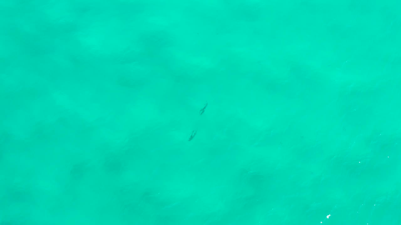 Top-down view of San Jose Del Cabo blue-green water with a small fish silhouette near the upper right, scattered white flecks, muted seabed shadows, and no visible people.