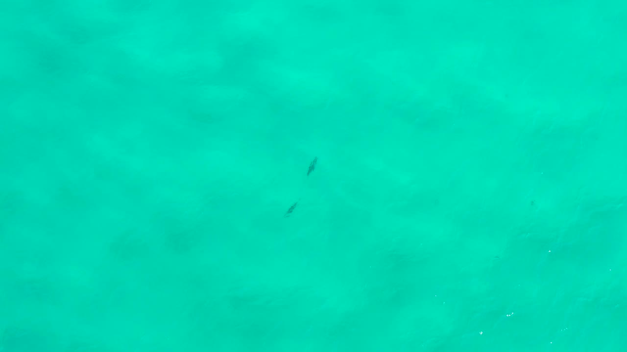 Turquoise water with darker submerged patches and a fish silhouette near the lower left.