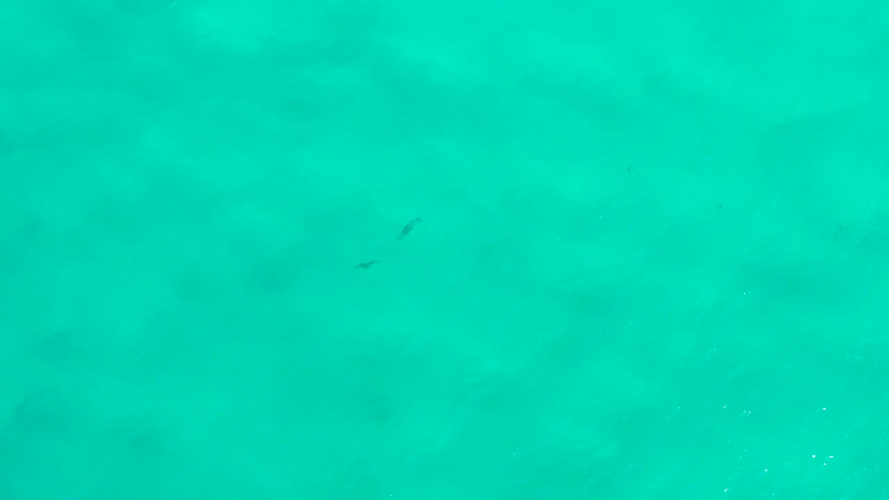 Overhead turquoise seawater with two small dark fish near the left side.