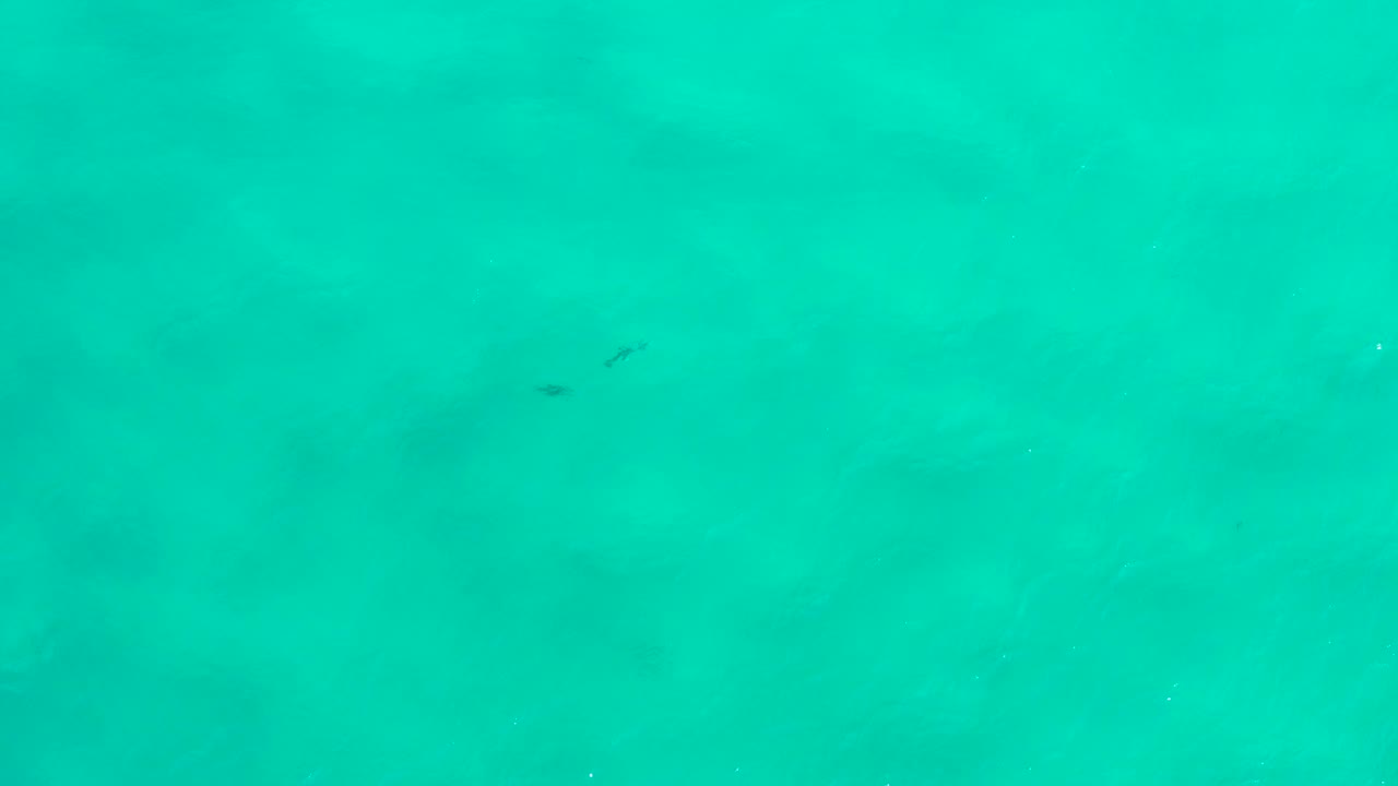 Clear turquoise sea surface in San Jose Del Cabo, Mexico, with a small pair of fish near the upper right and no visible people.