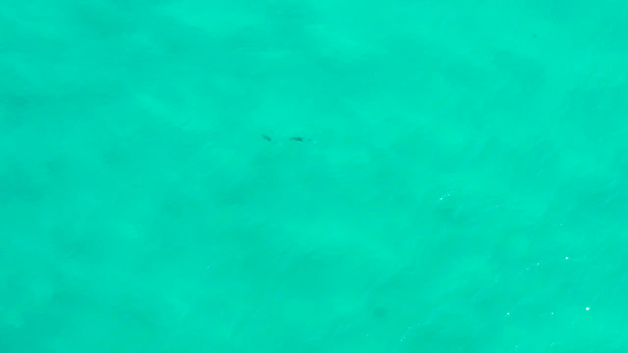 Aerial frame over green-blue sea in San Jose Del Cabo, Mexico, with tiny dark dolphins near the upper center and no visible people.