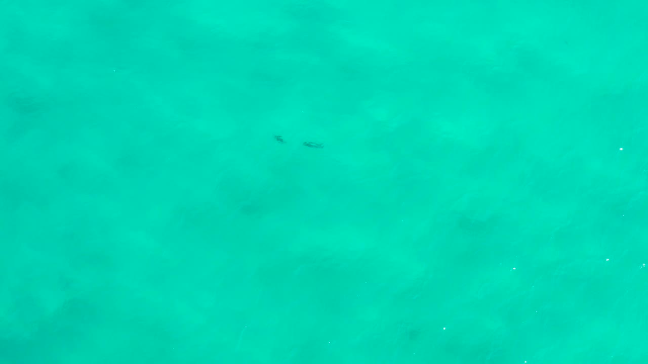Wide top-down water view in San Jose Del Cabo, Mexico, showing two distant dark dolphin shapes near the top edge and no visible people.