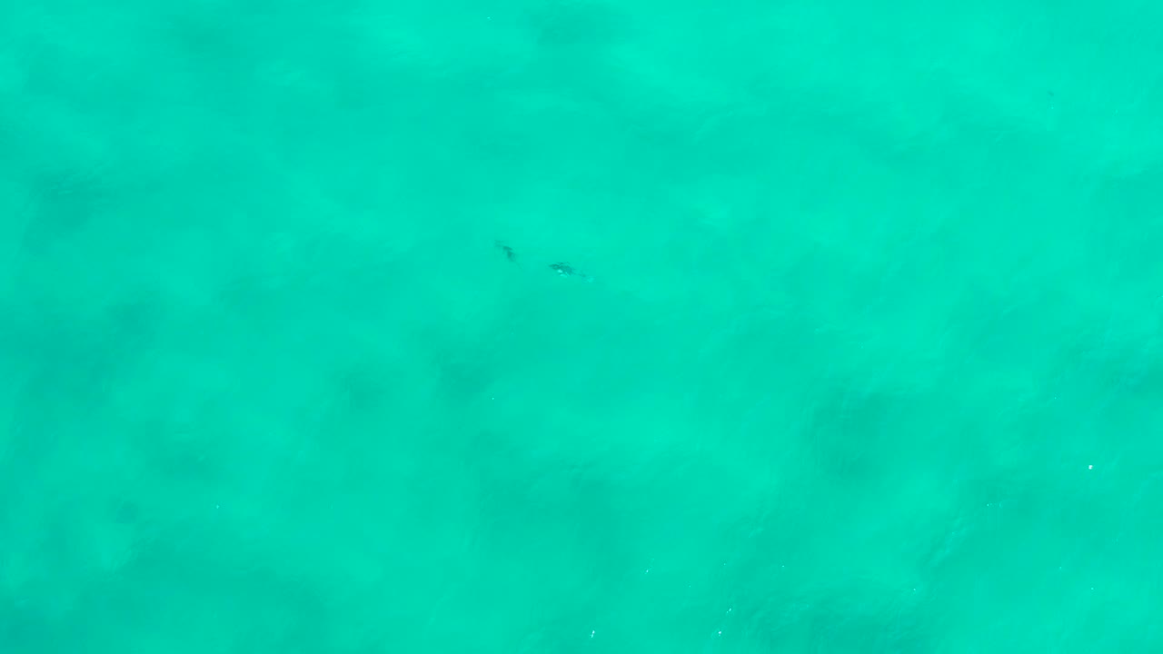 Top-down San Jose Del Cabo sea view with a small pair of dark dolphins left of center beneath the turquoise surface and no visible people.